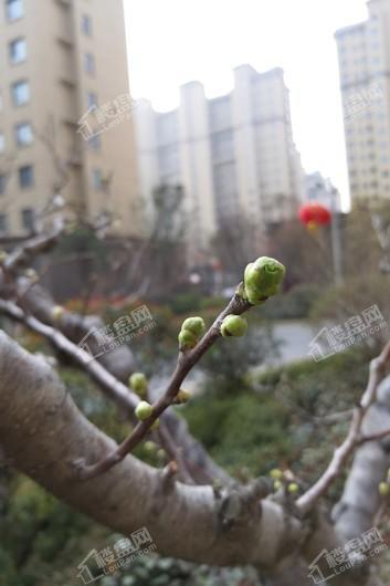水景雅居实景图